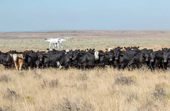 Livestock Monitoring